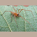 Cheiracanthium furculatum